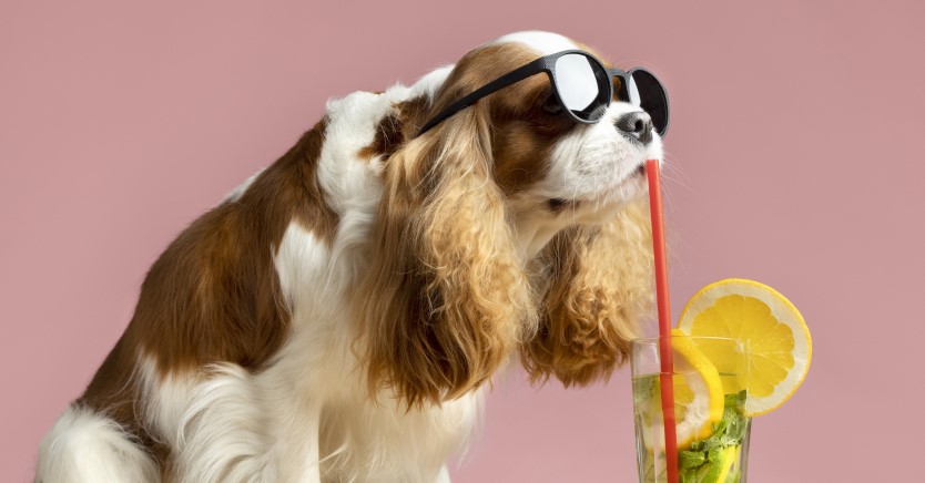 How Hot Is Too Hot for Pets? Signs of Overheating